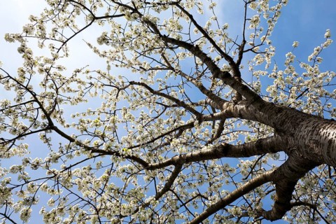 Cherry tree (Prunus avium) in full bloom