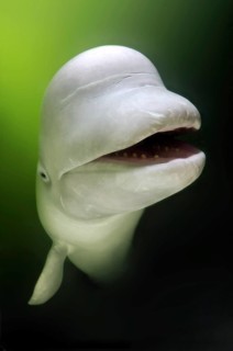 Beluga Whale