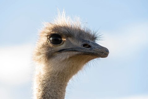 Common Ostrich (Struthio camelus)