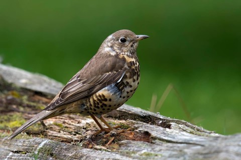 Mistle Thrush (Turdus viscivorus)