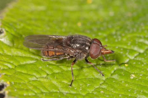 Rhingia campestris hover fly (Rhingia campestris)
