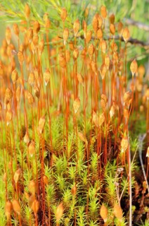 Common Hair Cap Moss