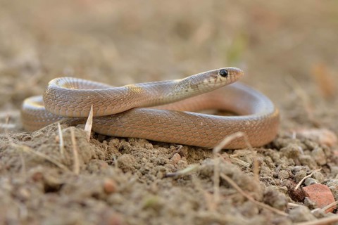 Ring-headed Dwarf Snake (Eirenis modestus)