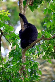 Siamang (Symphalangus syndactylus)