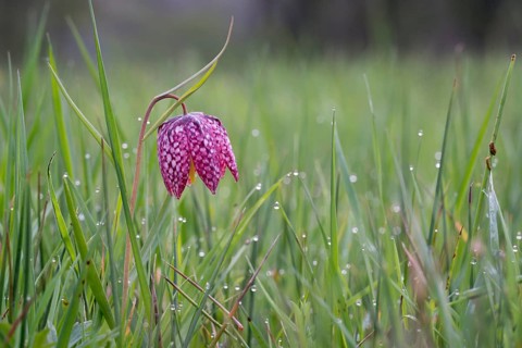 Snake's Head Fritillary or Chess Flower (Fritillaria meleagris)