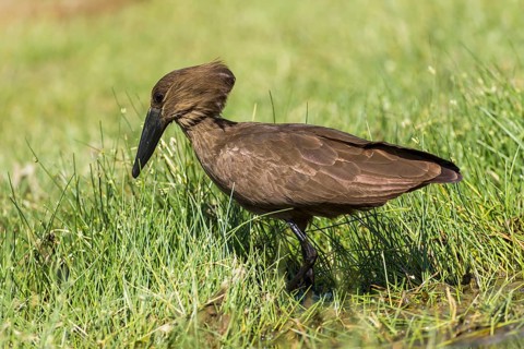 Hamerkop (Scopus umbretta)
