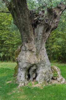 Millenium olive tree