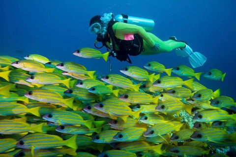 Scuba diver watching a school of Bluestripe Snappers (Lutjanus kasmira)