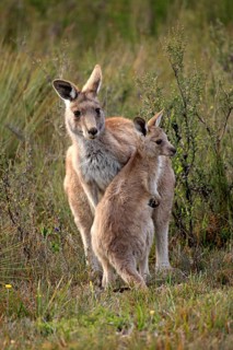 Eastern Grey Kangaroo (Macropus giganteus) mother with young