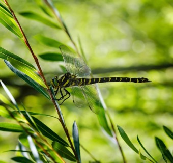Golden-ringed dragonfly (Cordulegaster boltonii)