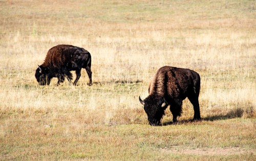 Two Beefalos or Cattalos on a pasture