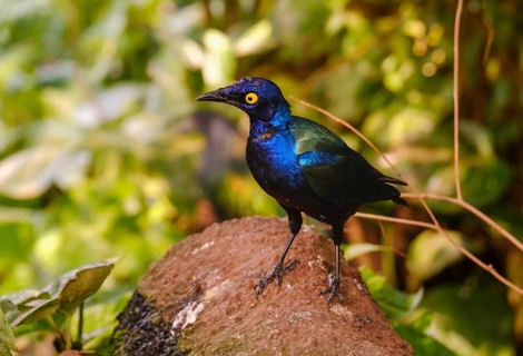 Purple Starling (Lamprotornis purpureus)