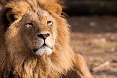Lion (Panthera leo)