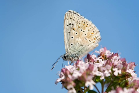 Adonis Blue Butterfly (Polyommatus bellargus)