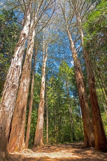 Trees