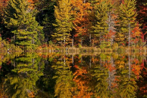 Forest being reflected in beaver pond in autumn