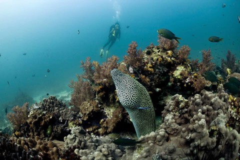 Scuba diver with a Laced Moray (Gymnothorax favagineus)