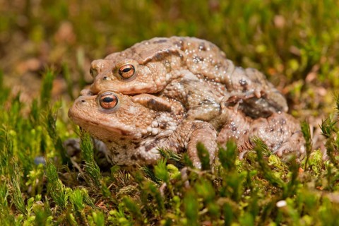 Common Toads (Bufo bufo)