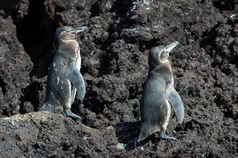 Galapagos Penguins (Spheniscus mendiculus)