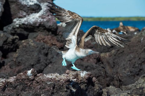 Galapagos Blue-footed Booby (Sula nebouxii excisa) in flight
