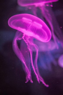 Moon Jellyfish (Aurelia aurita) in coloured light