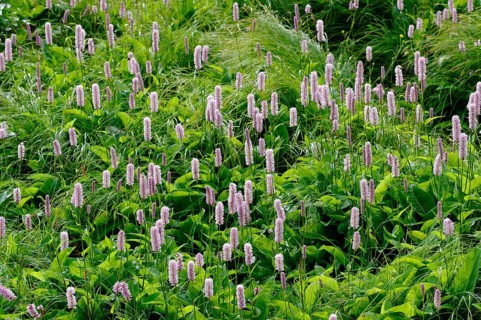 European Bistort (Bistorta officinalis)