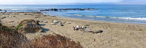Northern elephant seals (Mirounga angustirostris) on beach