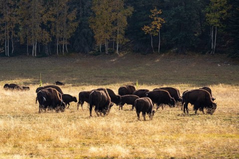 Herd of Beefalos or Cattalos on a pasture