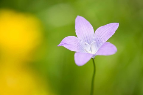 Spreading Bellflower (Campanula patula)