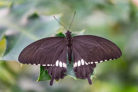 Common Mormon (Papilio polytes)