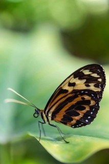 Heliconius xanthocles butterfly
