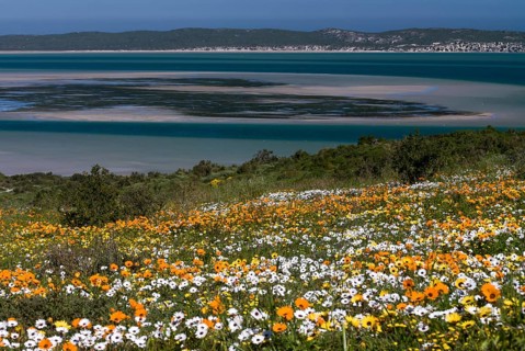 Flower meadow with African Daisy or Cape Marigold (Osteospermum ecklonis) and Livingstone Daisy (Dorotheanthus bellidiformis)