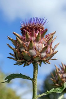 Cardoon or Artichoke Thistle (Cynara cardunculus)