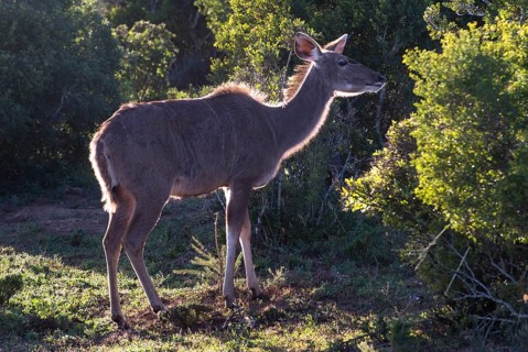 Greater Kudu (Tragelaphus strepsiceros)