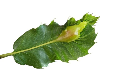 Gall of an Oriental Chestnut Gall Wasp (Dryocosmus kuriphilus)