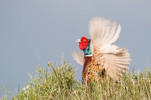 Pheasant (Phasianus colchicus)