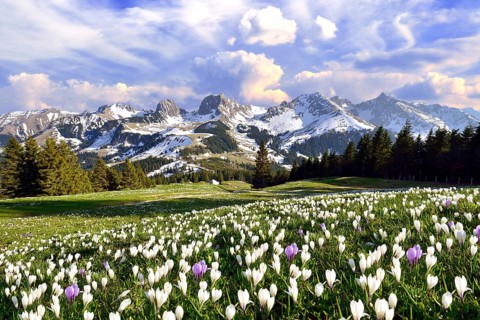 Flowering crocus meadow with storm clouds above the Bernese Alps