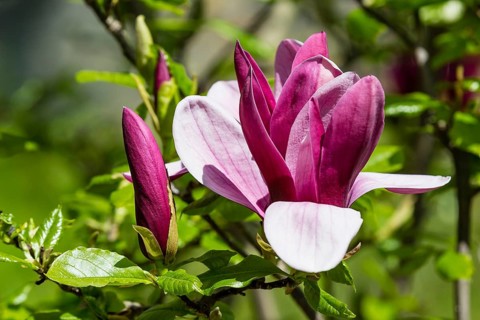 Purple Magnolia (Magnolia liliiflora)