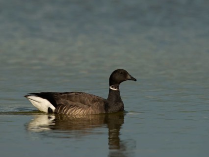 Brent Goose (Branta bernicla)