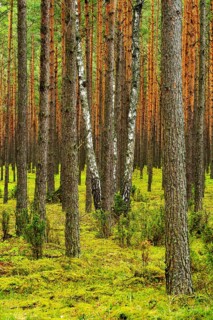 Several Birch trees (Betula) growing in between Scots Pines (Pinus sylvestris) in a pine forest