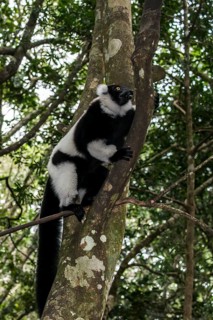 Black-and-white Ruffed Lemur (Varecia variegata)