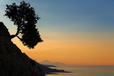 Silhouette of an olive tree growing on a slope next to the sea