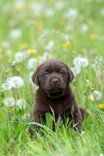 Chocolate Labrador Retriever puppy