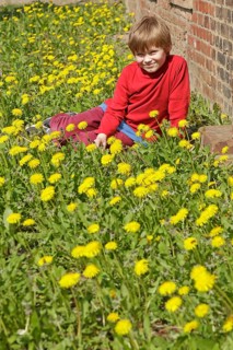 Boy sitting between dandelion flowers
