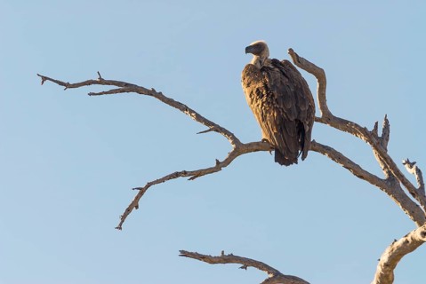 Cape Vulture (Gyps coprotheres)