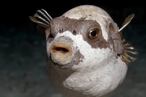 Masked puffer (Arothron diadematus) on coral