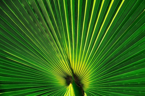 Desert fan (Washingtonia filifera)