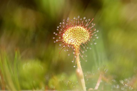 Common sundew (Drosera rotundifolia) in a marsh area