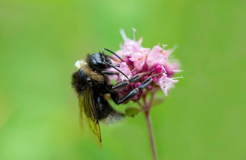 Bumblebee (Bombus) collects nectar on a purple flower