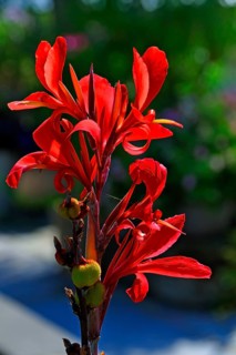 Indian Canna (Canna hybrids)